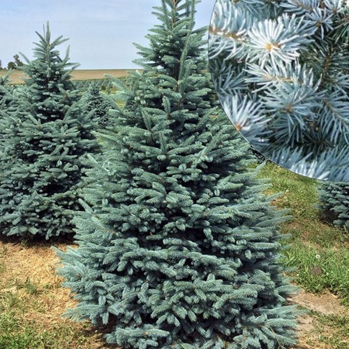 Picea pungens 'Fat Albert' - Torkav kuusk 'Fat Albert' C3/3L